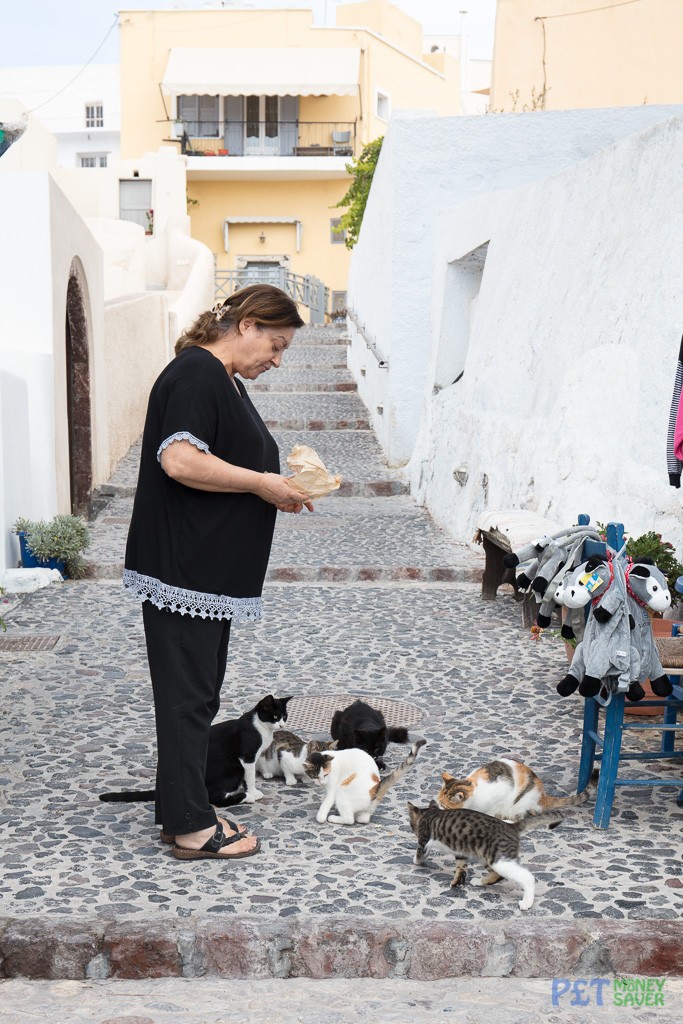 Shop keeper feeds a group of cats in Santorini