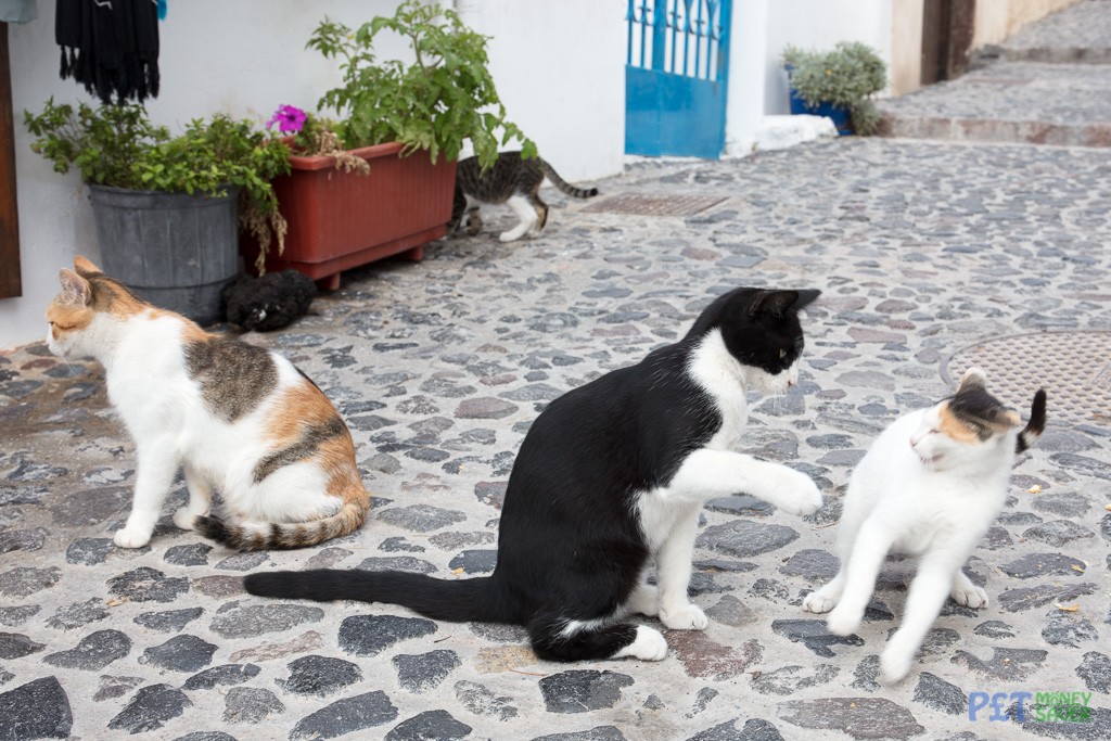 Two cats squabble at lunch time