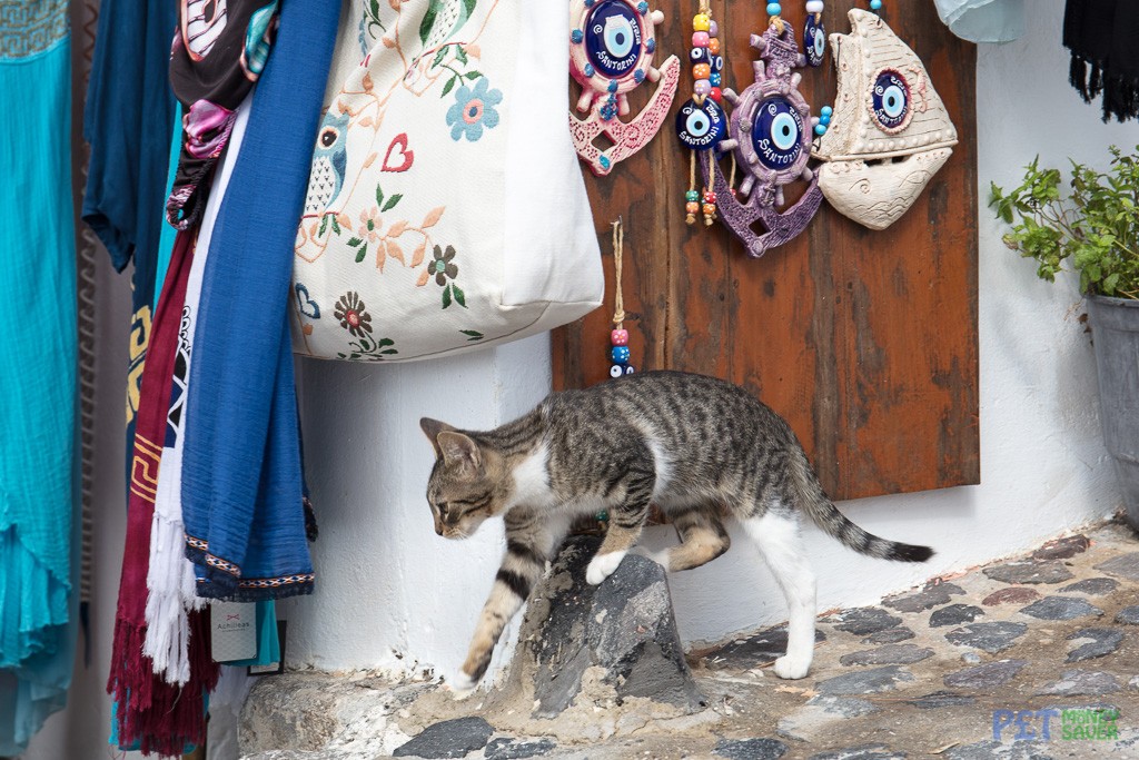 Tabby cat clambers over a small concrete post