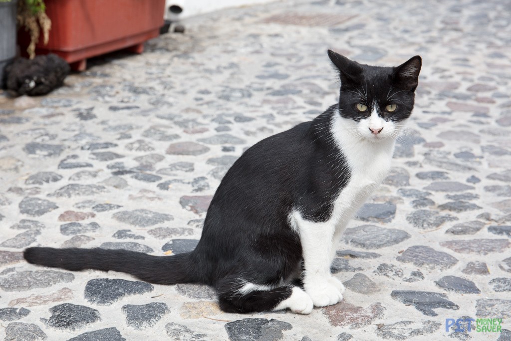 Black and white cat sits and thinks