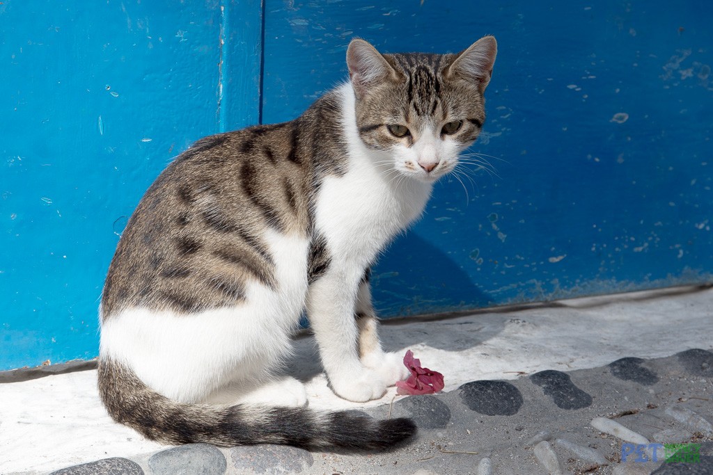 Tabby and white cat sits with a flower petal