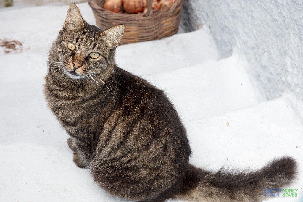 Bushy tailed cat sits on some white stairs