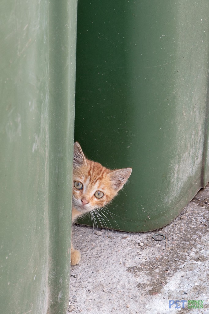 Cute ginger kitten peeks out from behind a green bin