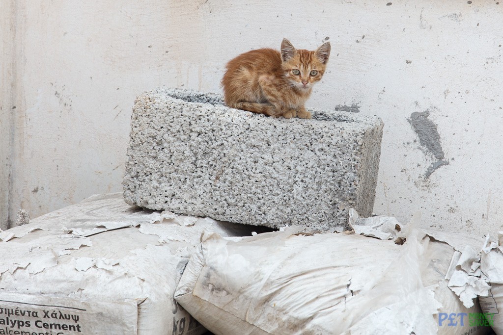 Shy ginger kitten sits on a concrete block