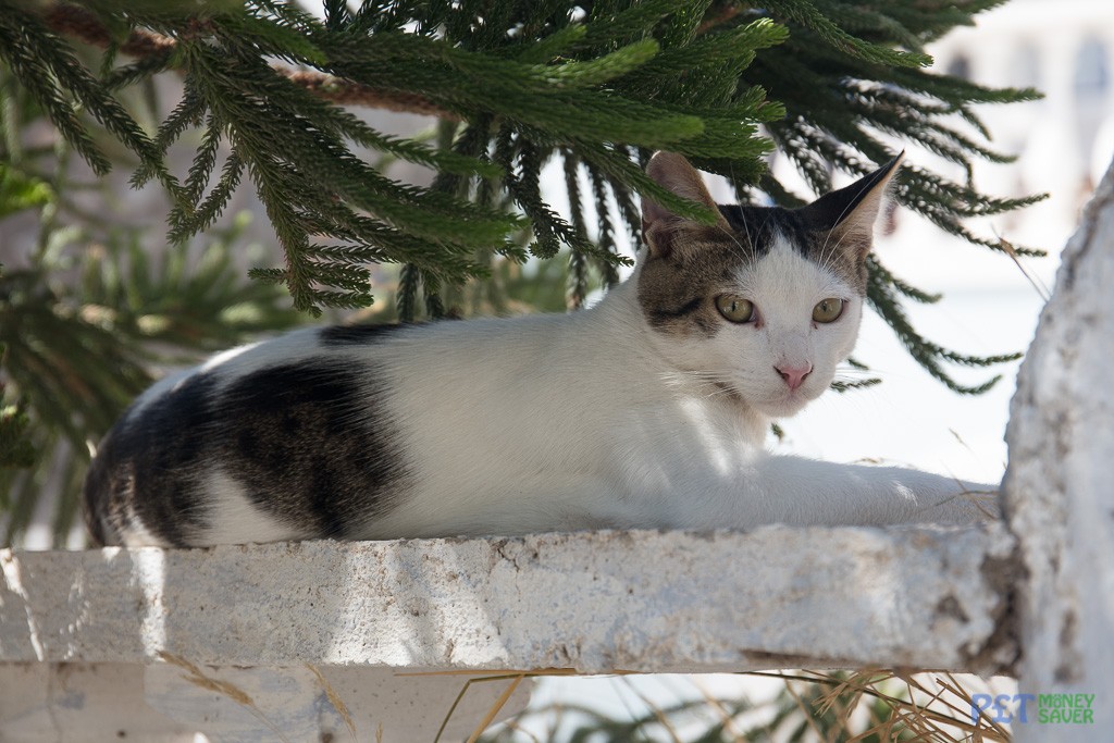 Cat sheltering from the sun