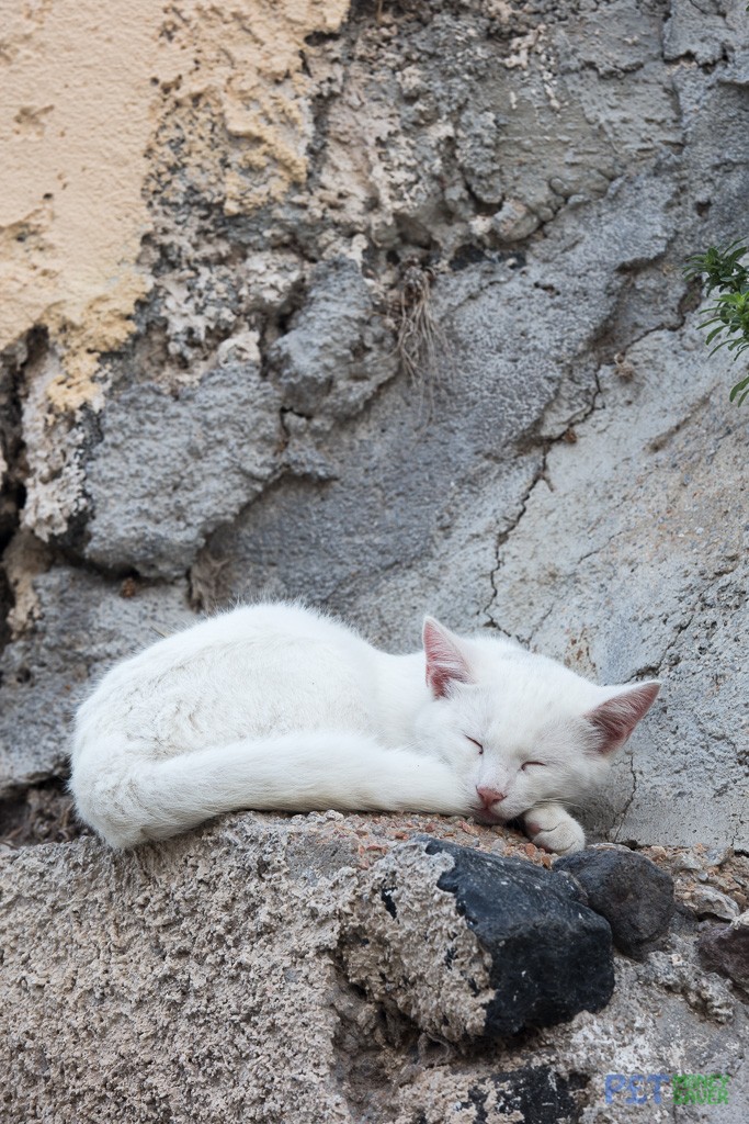 White cat sleeping on a concrete ledge