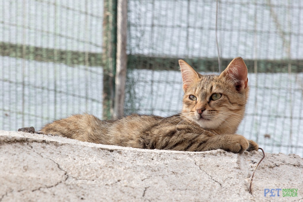 Sunbathing on a wall