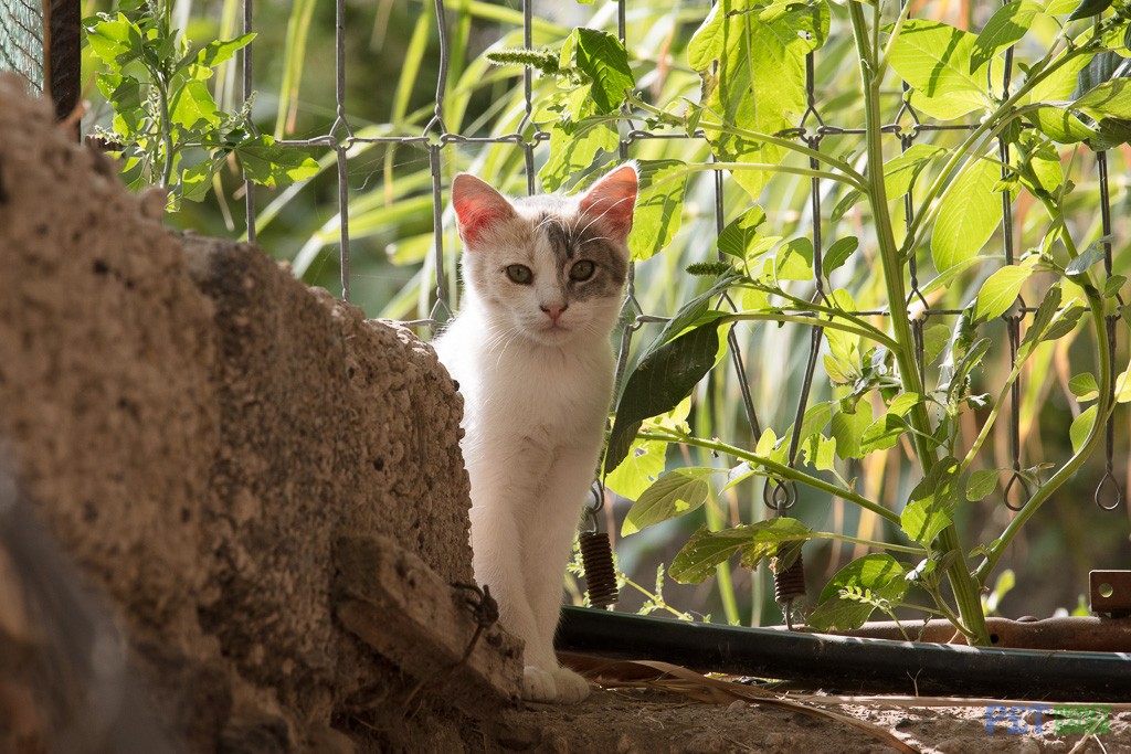 Shy cat sits by a garden