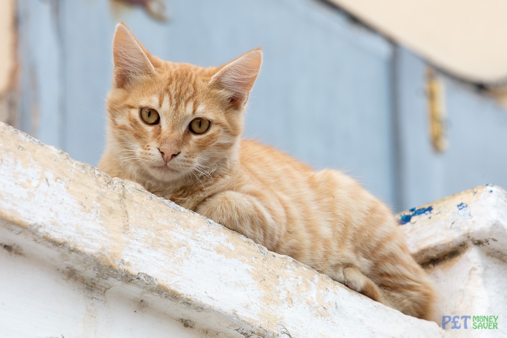 Ginger cat looks down from a wall