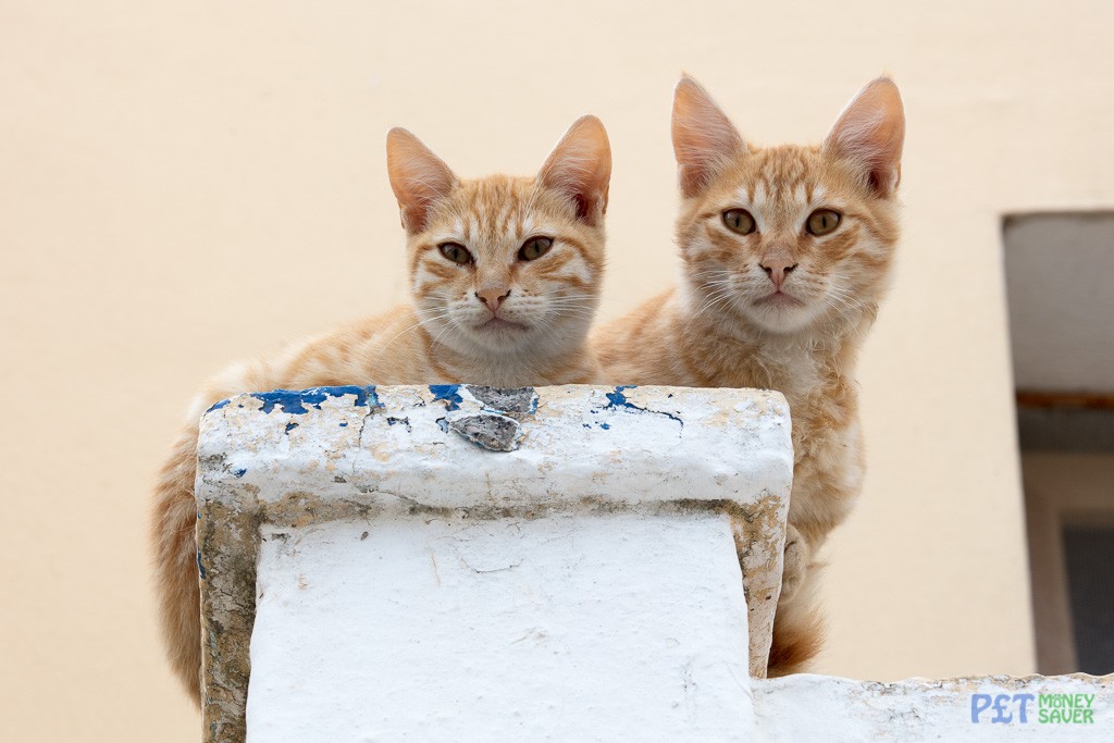 Two ginger kittens sitting on a wall