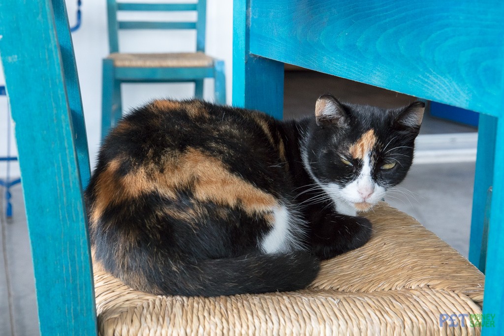 Tortoiseshell cat sits on chair in a cafe