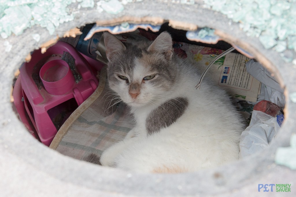 Sheltering in an abandoned car boot