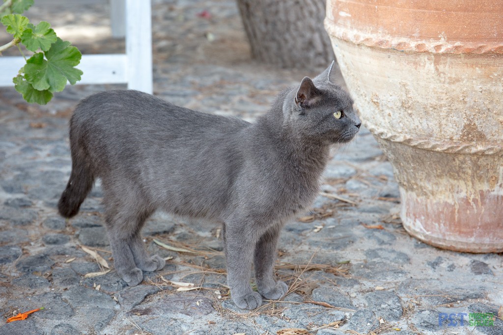 A dark grey cat stands next to a plant pot