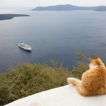 Cool Cats of Santorini