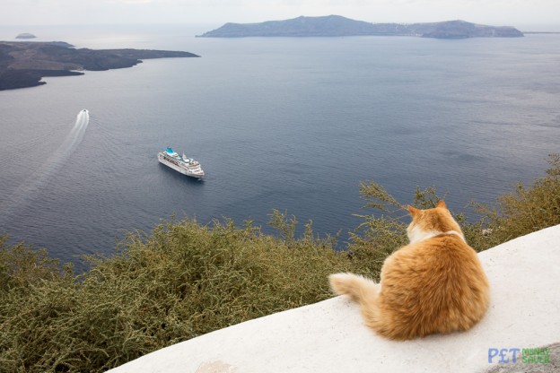 Cool Cats of Santorini