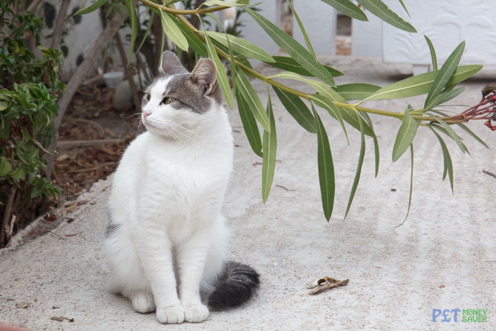 Looking at something in the garden