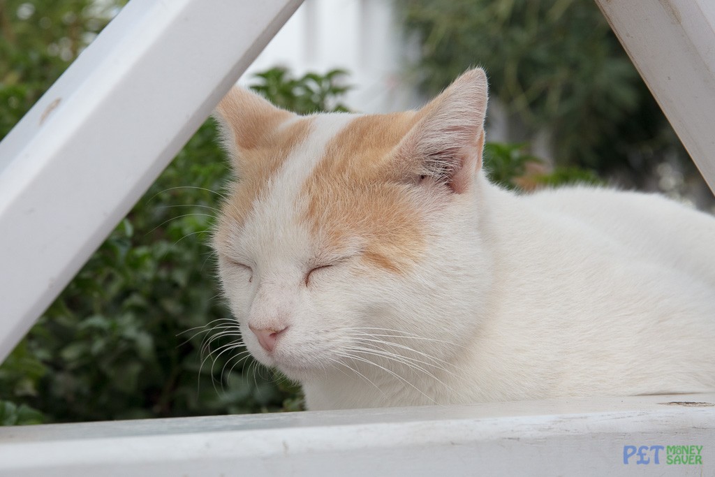 Snoozing in Santorini