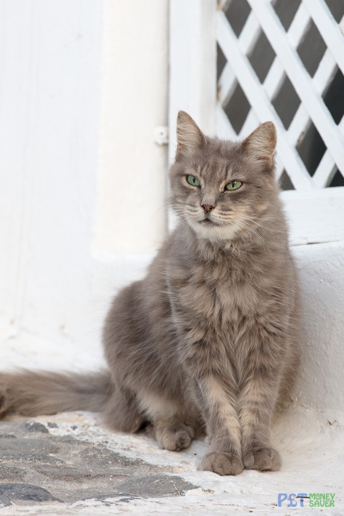 An impressive fluffy tail