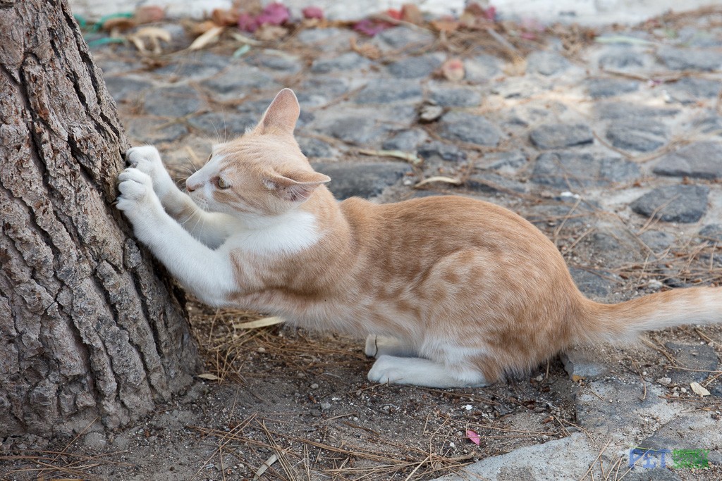 A tree makes a perfect scratching post