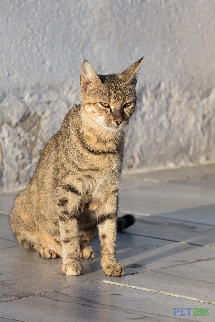 Warming up in the morning sun