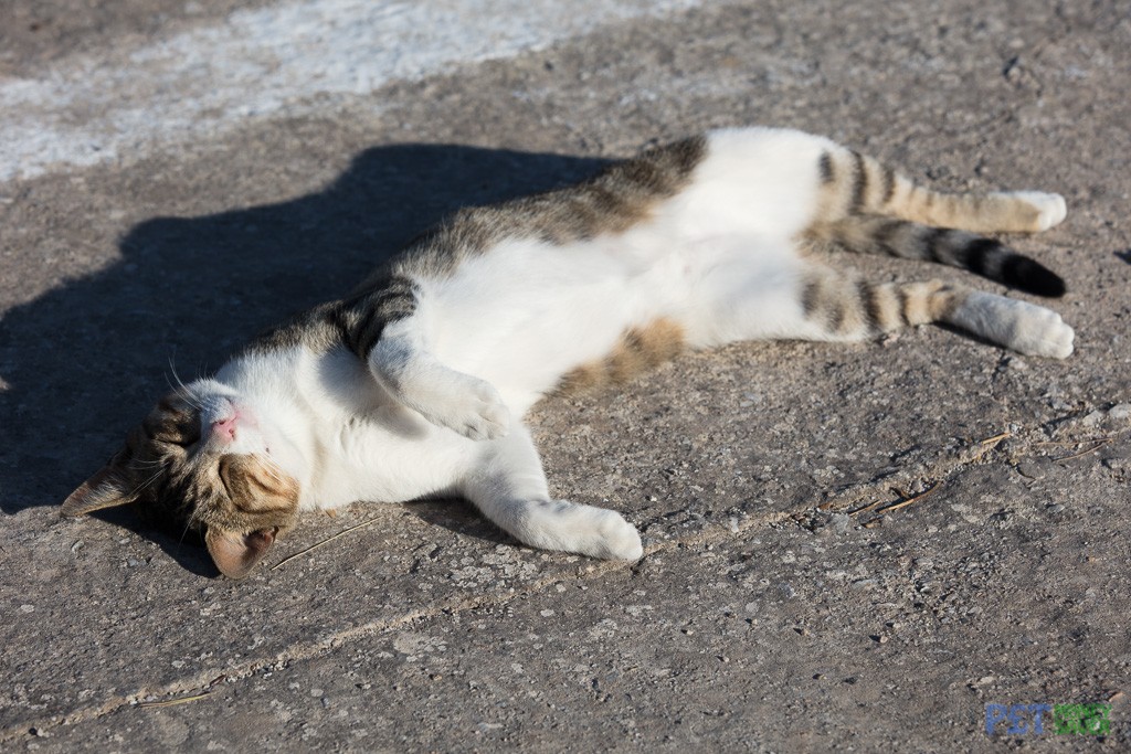 A very relaxed cat sunbathes in Oia