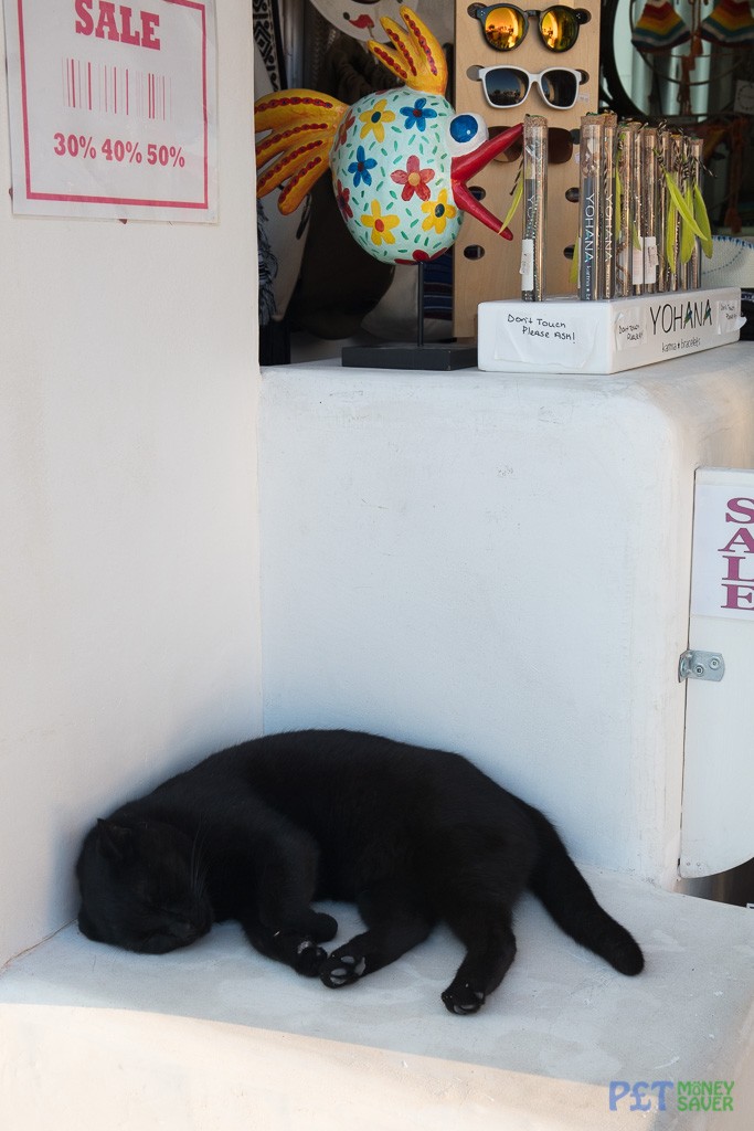 A black cat relaxes in a Santorini gift shop