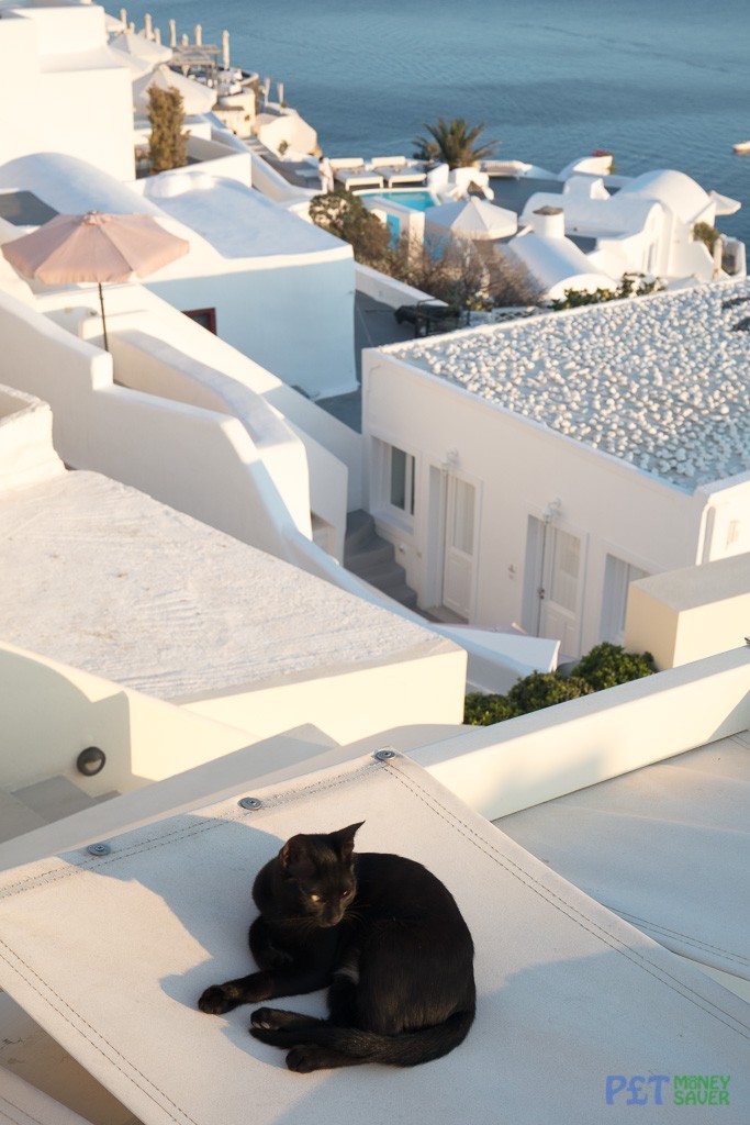 A black cat prepares for a nap as the sun sets over Oia