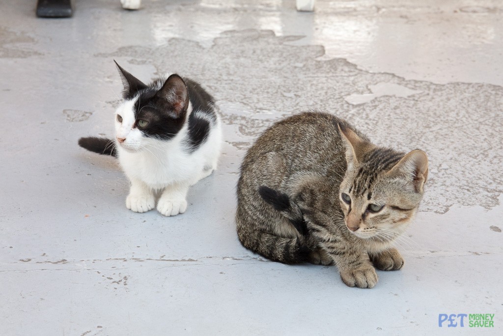 Two kittens sitting on a restaurant floor