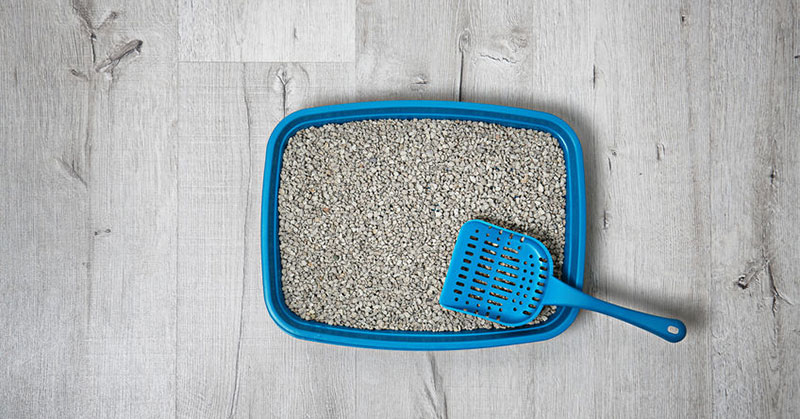 How to Dispose of Cat Litter Safely Cleanly PetMoneySaver