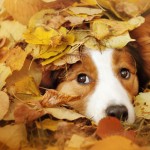 A Dog’s Autumn Bucket List