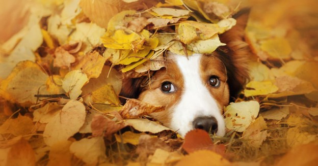 Dog Autumn Bucket List