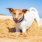 Dog Beaches for First Timers