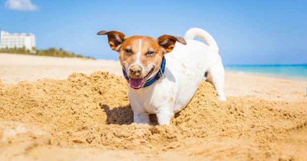 Dog Beaches for First Timers
