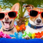 Where is the Most Dog Friendly Place to go on Holiday?