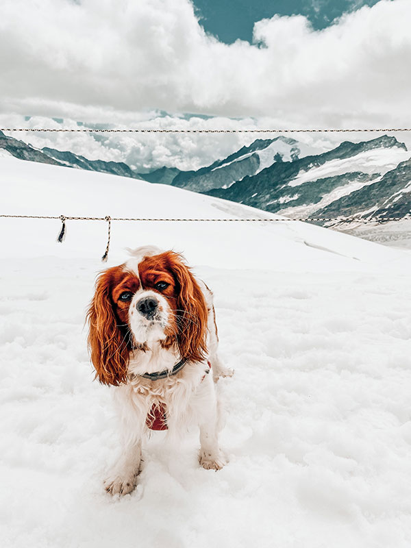 Dog Friendly Holiday in Switzerland