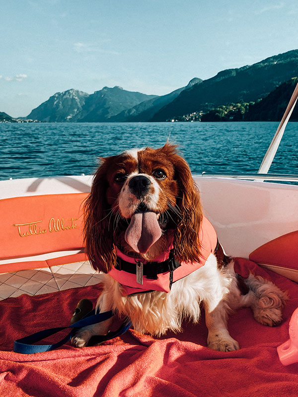 Dog Friendly Holiday in Italy
