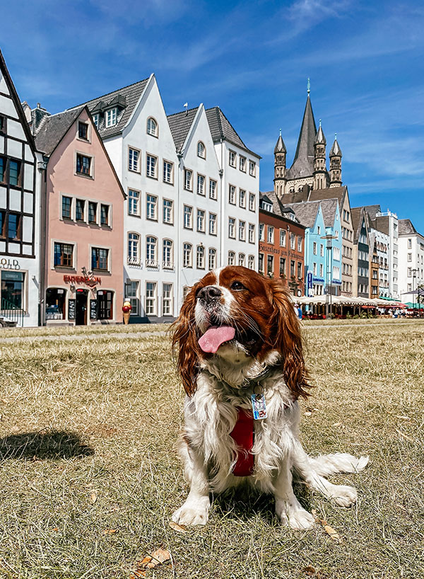 Dog Friendly Holiday in Germany