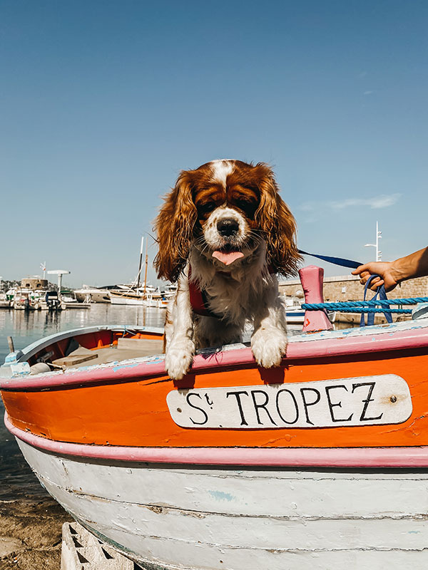 Dog Friendly Holiday in France