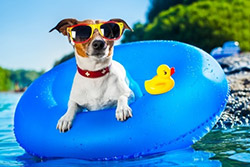 Dog Paddling in Pool