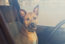 Dog in Hot Car