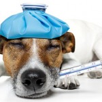 Recognising Fever in Dogs