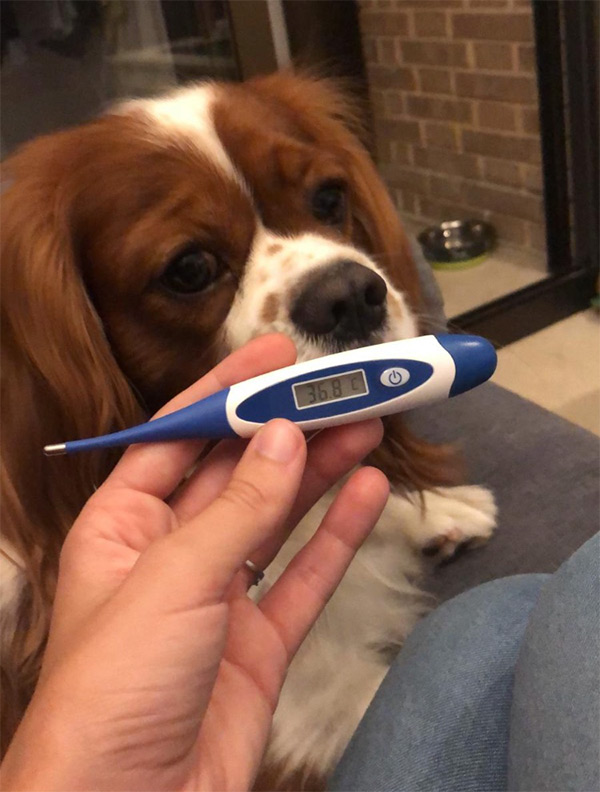 Taking your dog's temperature