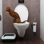 Can You Flush Cat Poo or Litter Down the Toilet?