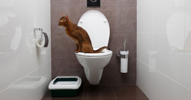 Don't flush cat feces down the toilet