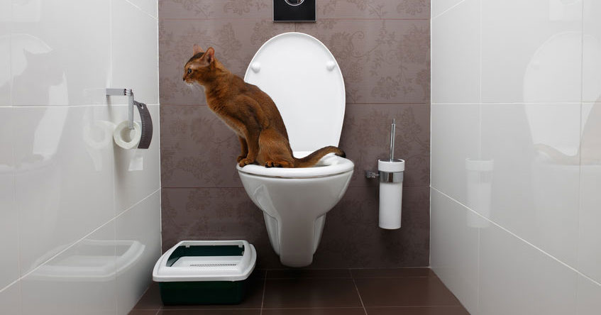 Can You Flush Cat Poo or Litter Down Toilet PetMoneySaver