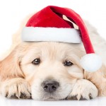 What to Consider Before Getting a Dog this Christmas