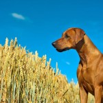 Grain-Free Pet Food – Good or Bad?