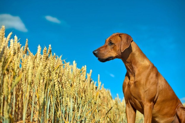 Grain Free Pet Food