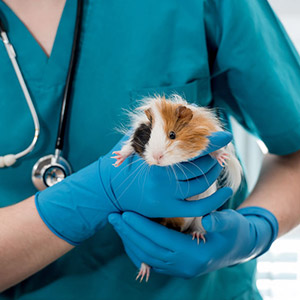 Guinea pig pet insurance can cover unexpected vet bills