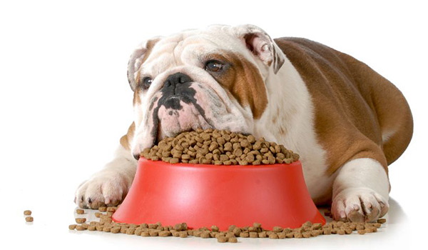 Dog Food